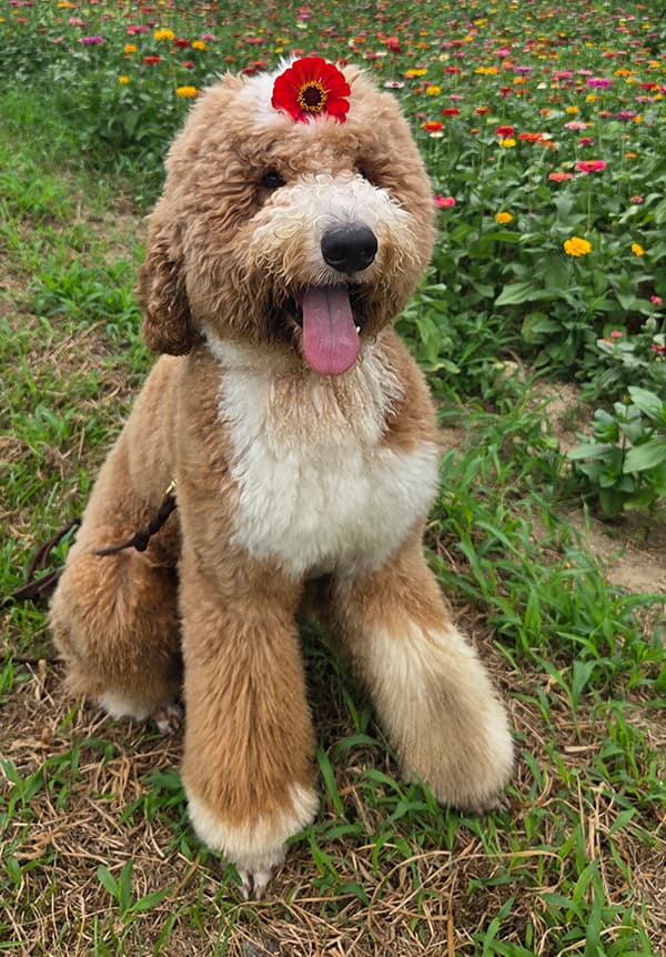 한국반려견연대